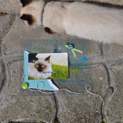 Et une page de mon bébé chat ! 