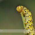 Insectes - Chenilles