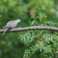 L'Orge Athégienne : Le Choc, puis la Consternation et ensuite la révolte !