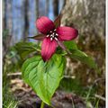 Fleurs et traditions amérindiennes : la Trille rouge et l'Érythrone des sous-bois