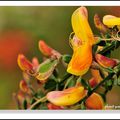 GENET(cistus)