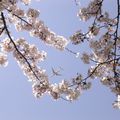 Les sakuras Japonais 