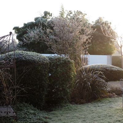 Jardin givré 🧊