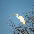 Aigrette