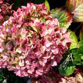 L'hortensia dans ses couleurs automnales