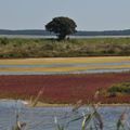 OLERON 