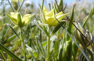 Hélianthème à feuilles de Lédum