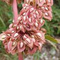 Rumex crépu, Oseille crépue