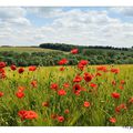 COQUELICOTS DU VEXIN