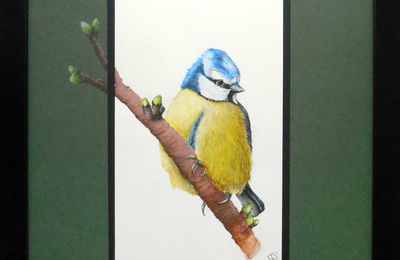 La mésange bleue(Aquarelle)