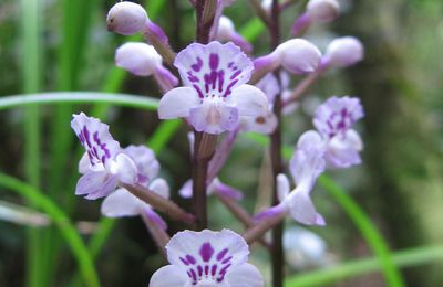 Orchidées de la Réunion