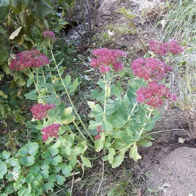 Sedum spectabile Autumn Joy