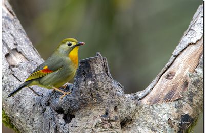 Leiothrix Lutea - Rossignol du Japon