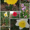 Photo de quelques variétés de fleurs de mon jardin 