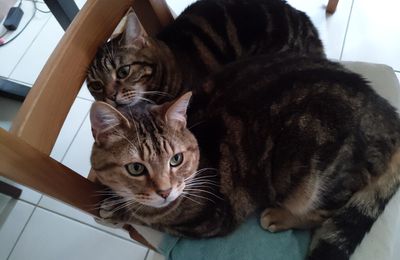 Arithmétique féline: quatre chaises, deux chats