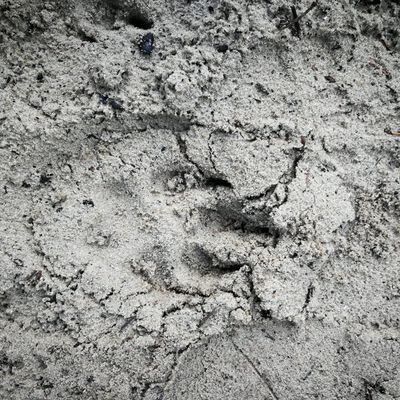 Empreintes dans le Parc Régional du Marquenterre (Somme)