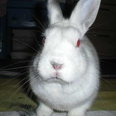 Un grand merci à Damouredo pour le nouveau blog des Mignardises de Deborah