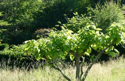 LE CATALPA...