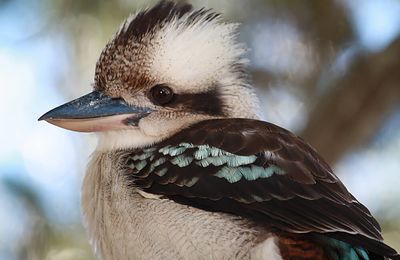 The kookaburra