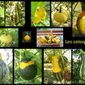 La cueillette des coloquintes