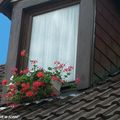 Les fleurs aux balcons en ville et la législation...