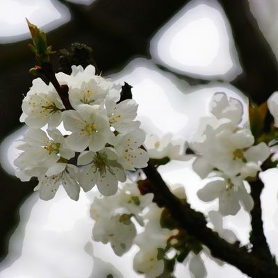 Le printemps est arrivé, la belle saison ...
