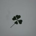 Shamrock