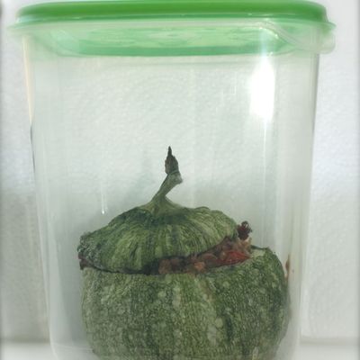 Haute comme 3 pommes et Courgettes farcies tendance