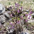 Fleurs de la montagne