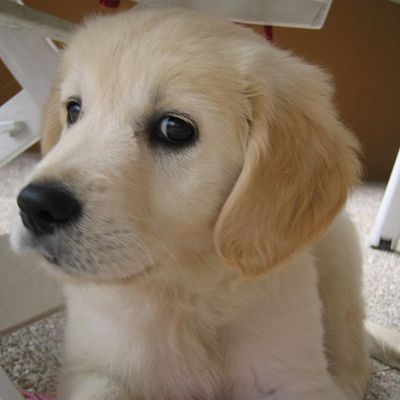 Joyeux ouaffff ouaffff