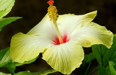 Hibiscus