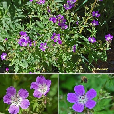 Plantes, arbuste