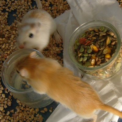 Les gerbillons de la 4 ème portée de Lila sont à