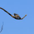 Pigeon ramier sur une branche