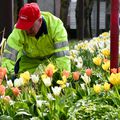 ENTRÉE DE VILLE : UN TAPIS FLEURI DE 10 000 BULBES.