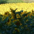 Tournesols #1