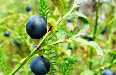 Vivre au bord de la mer # 4 - Kuusalu et les forêts de myrtilles sans parler de girolles et d'autres cèpes