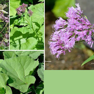 Adénostyle des Alpes (Astéracées)