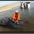 Mutation issue de Fukushima des Baleines à deux têtes echouées en californie (Vidéo)