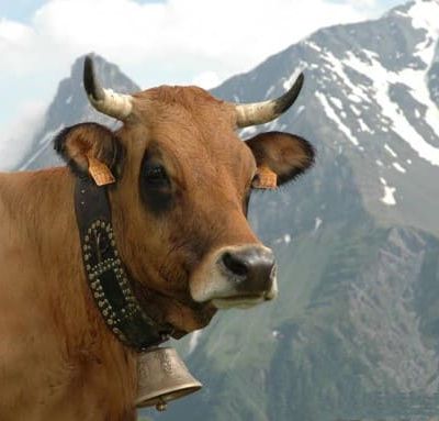 La vache tarentaise. La vache à lunettes. En 1863.