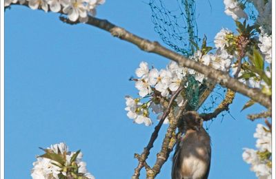 La ballade du pendu (suite et fin)