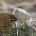 Troglodytes troglodytes (Linnaeus, 1758)