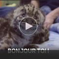 Les animaux : installez-les sur votre mobile via des images et vidéos