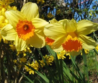 La 48ème fête des jonquilles de St Etienne de Montluc