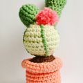 Des jolis cactus pour la fête des mères