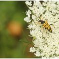 Lepture maculée : Leptura maculata