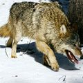 Un enfant sauvé des loups en jouant un morceau de heavy metal