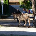 JOURNEES NATIONALES DE L'ANE DE PROVENCE A UZES