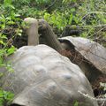 San Christobal - Galapagos