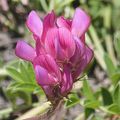 Sainfoin montagnard